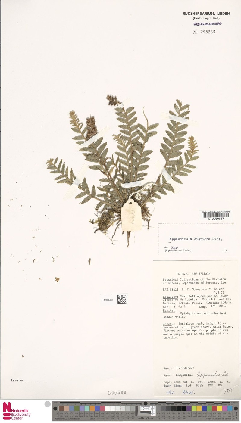 Appendicula disticha photo 8