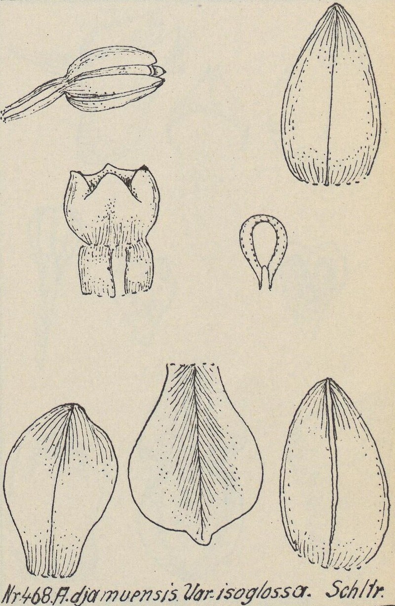 Appendicula djamuensis