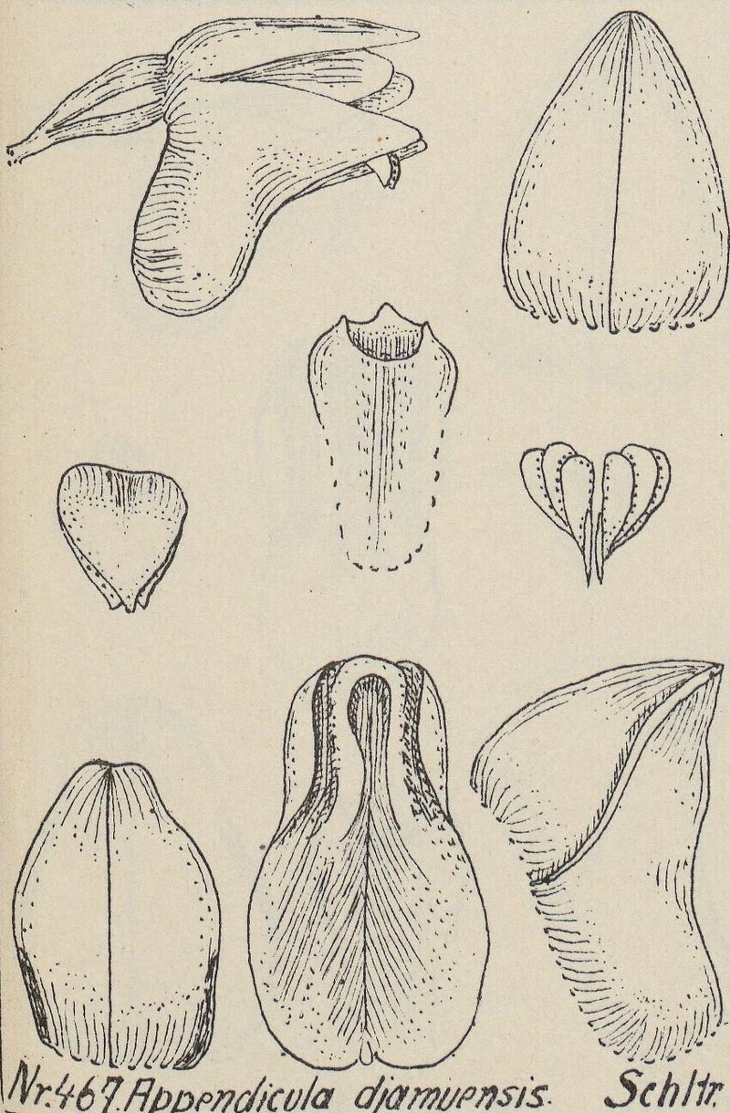 Appendicula djamuensis photo 2