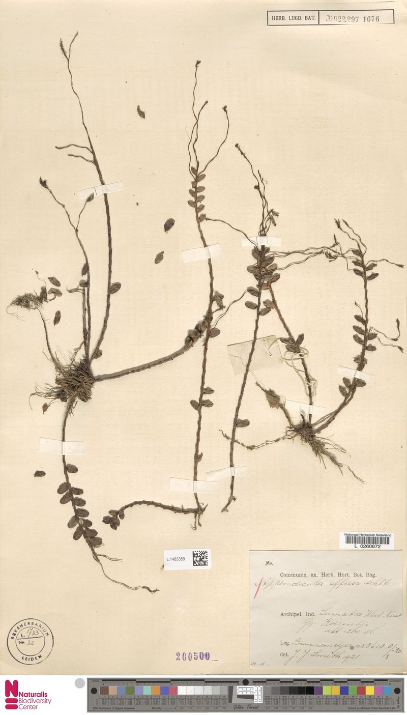 Appendicula effusa