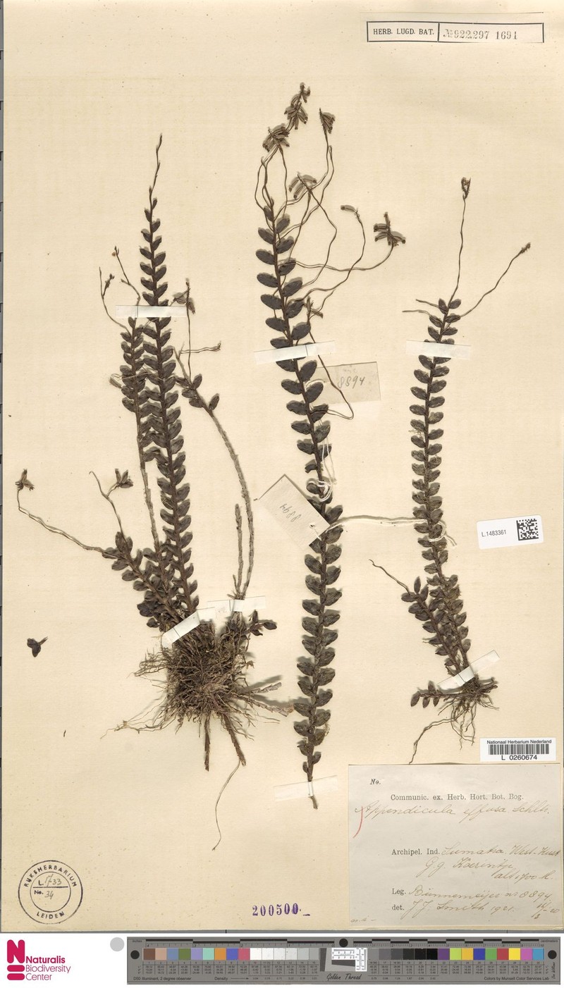 Appendicula effusa photo 2