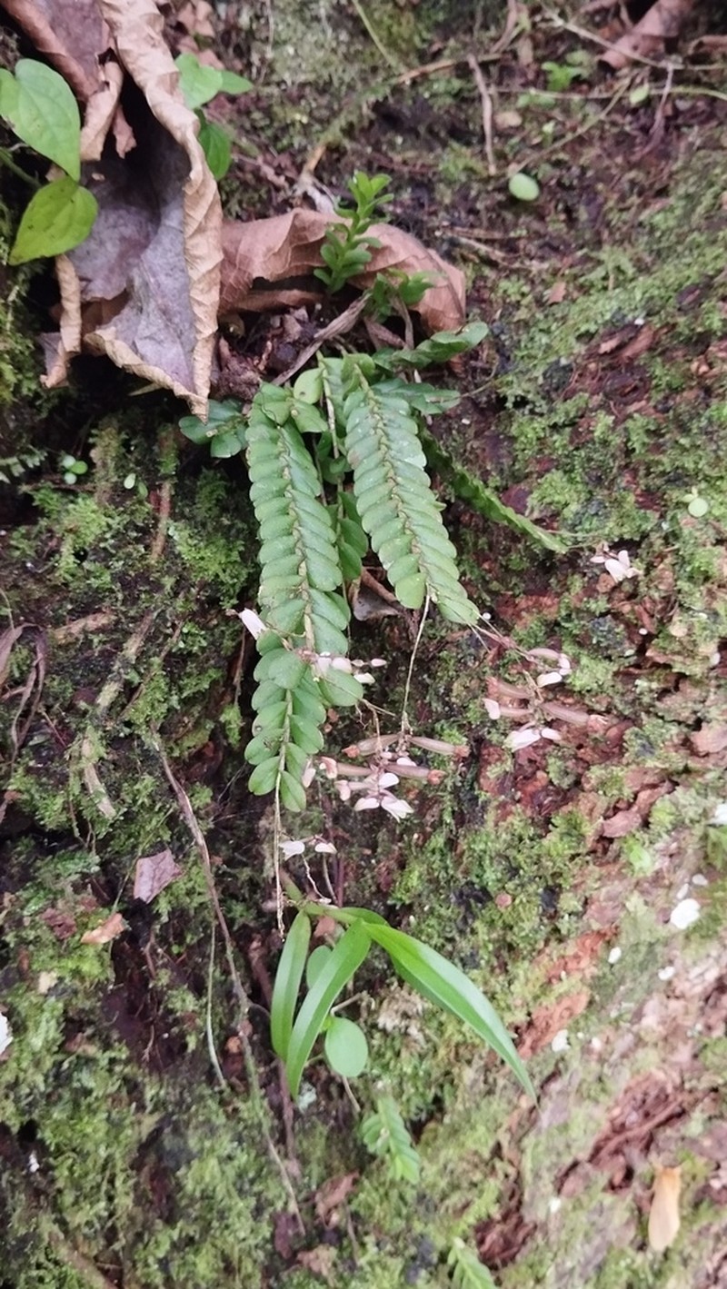 Appendicula elegans