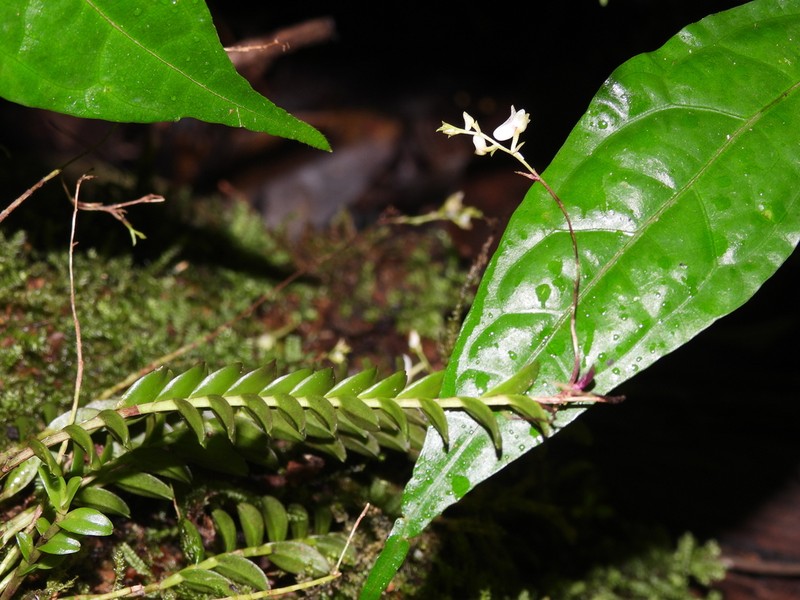 Appendicula elegans photo 2