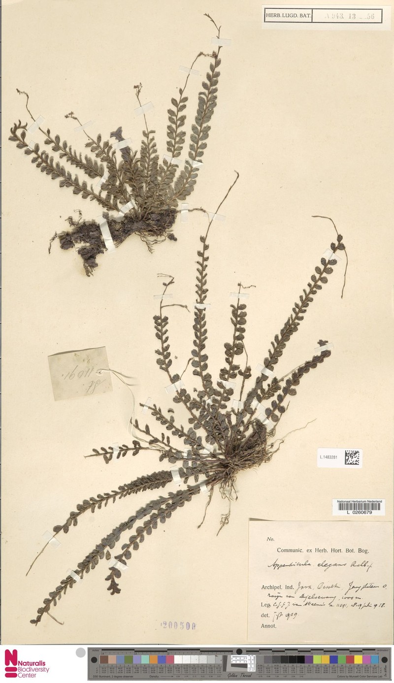 Appendicula elegans photo 5