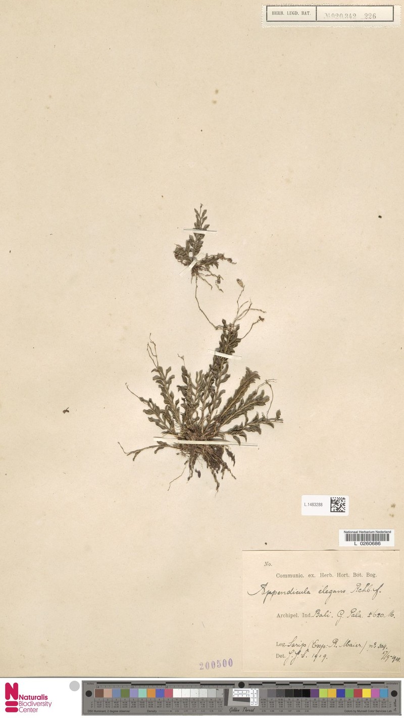 Appendicula elegans photo 6