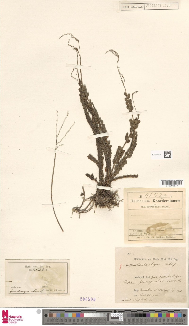 Appendicula elegans photo 7