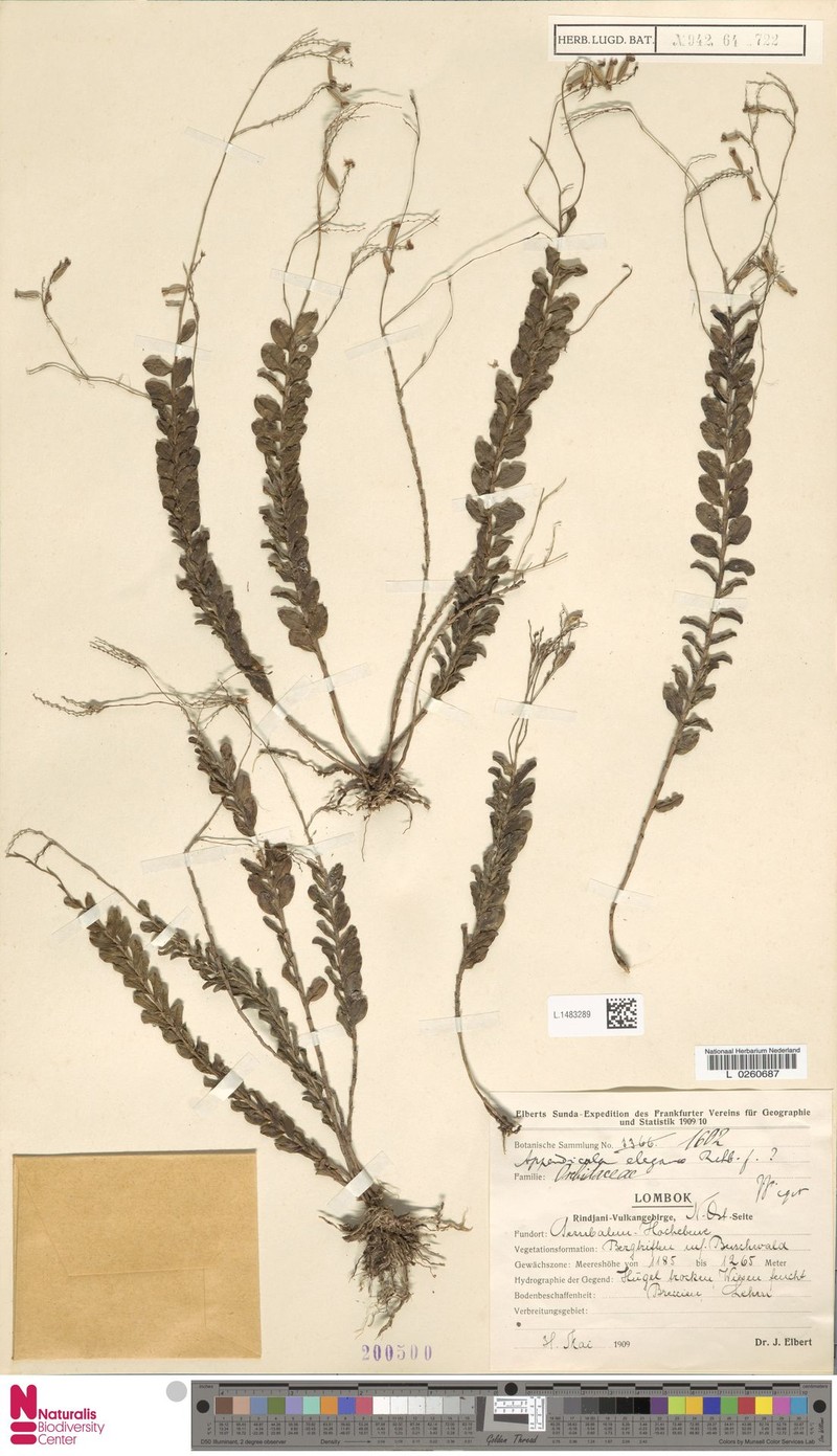 Appendicula elegans photo 8