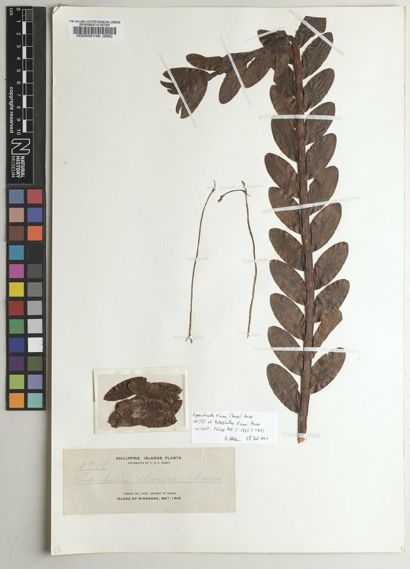 Appendicula elmeri photo 4