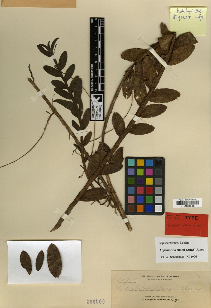 Appendicula elmeri