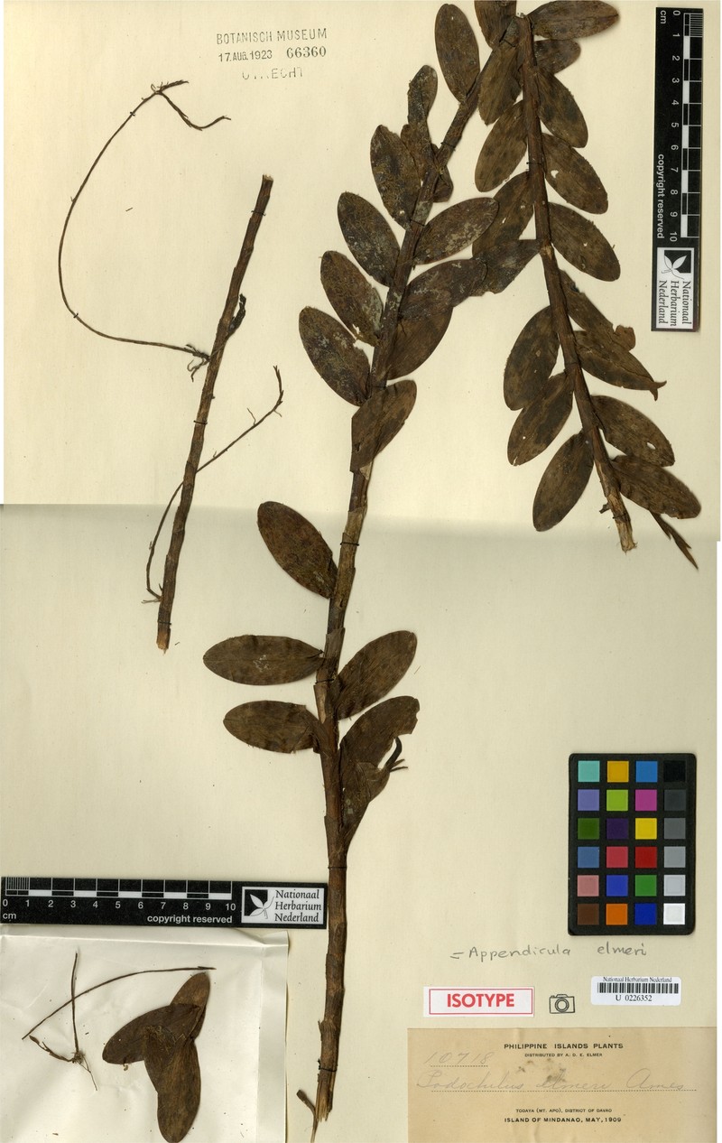 Appendicula elmeri photo 2