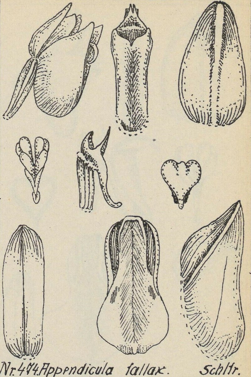 Appendicula fallax