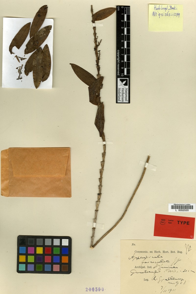 Appendicula fasciculata