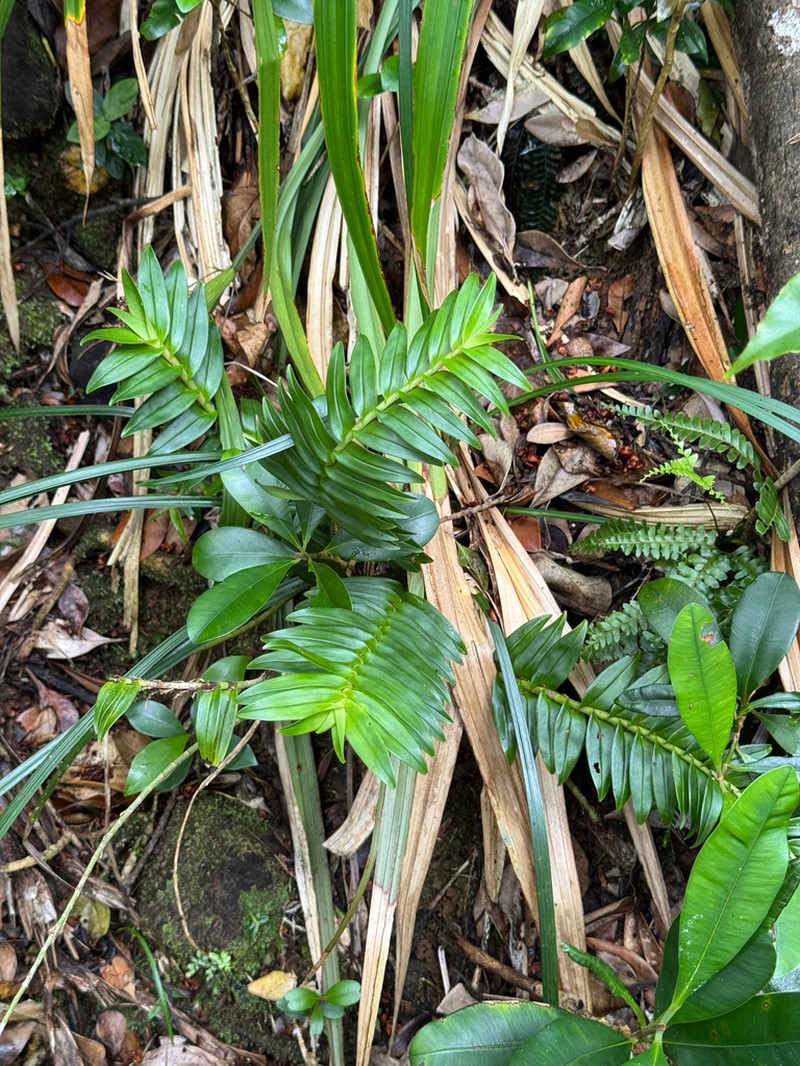 Appendicula fenixii