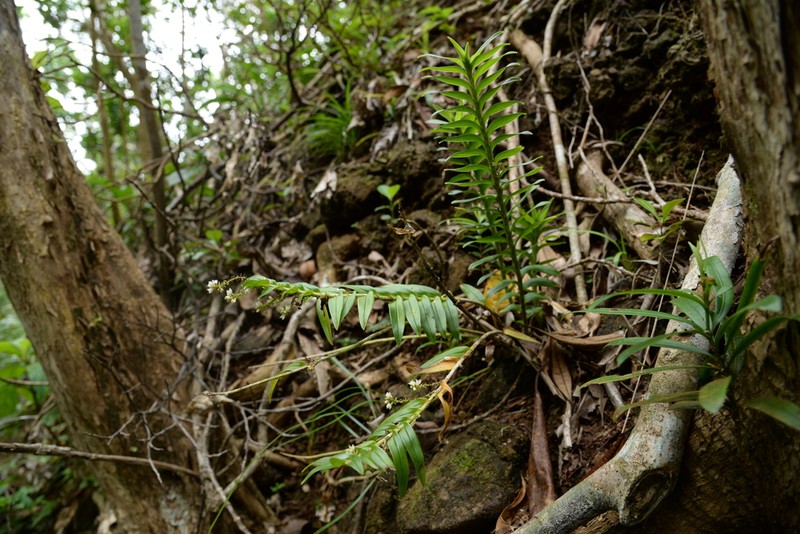 Appendicula fenixii photo 2