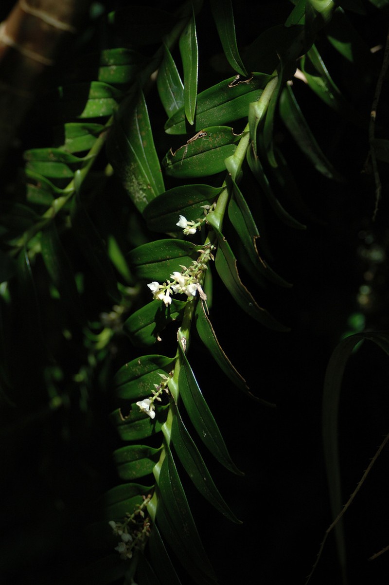 Appendicula fenixii photo 5