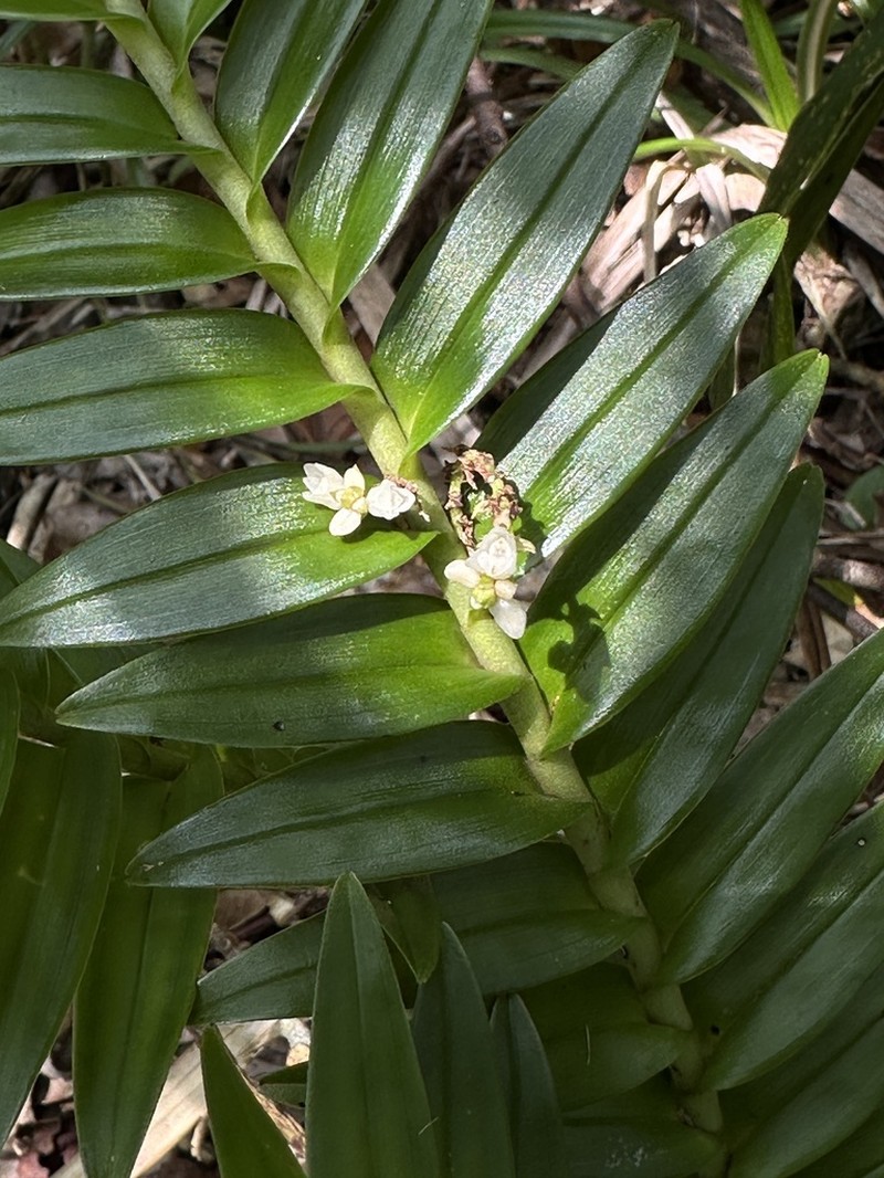 Appendicula fenixii photo 8