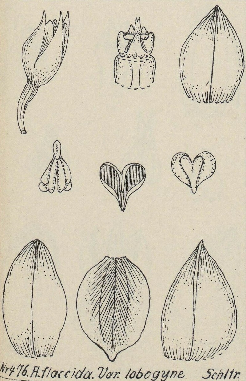 Appendicula flaccida