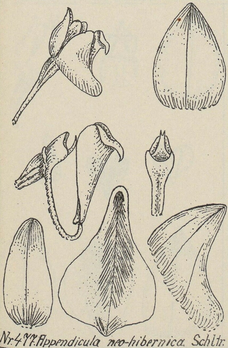 Appendicula flaccida photo 6