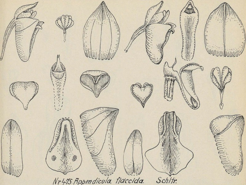 Appendicula flaccida photo 7
