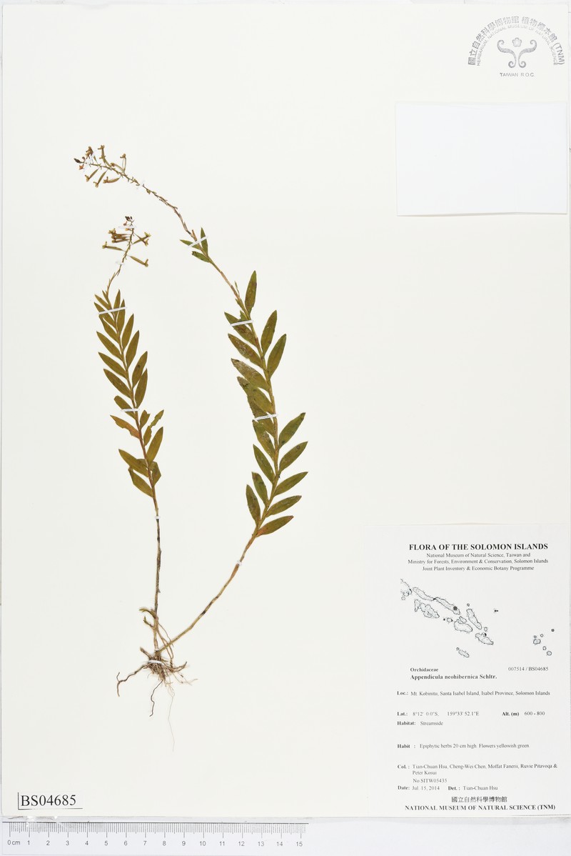 Appendicula flaccida