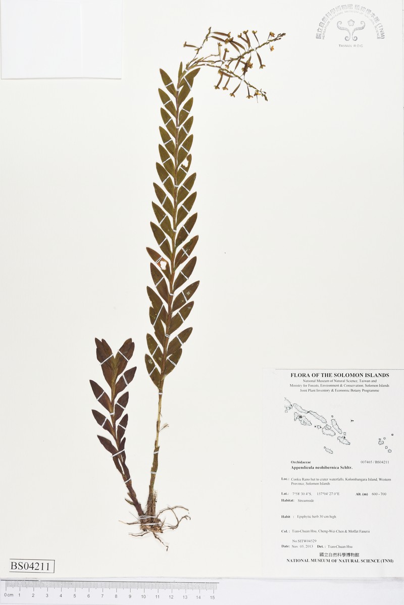 Appendicula flaccida photo 2