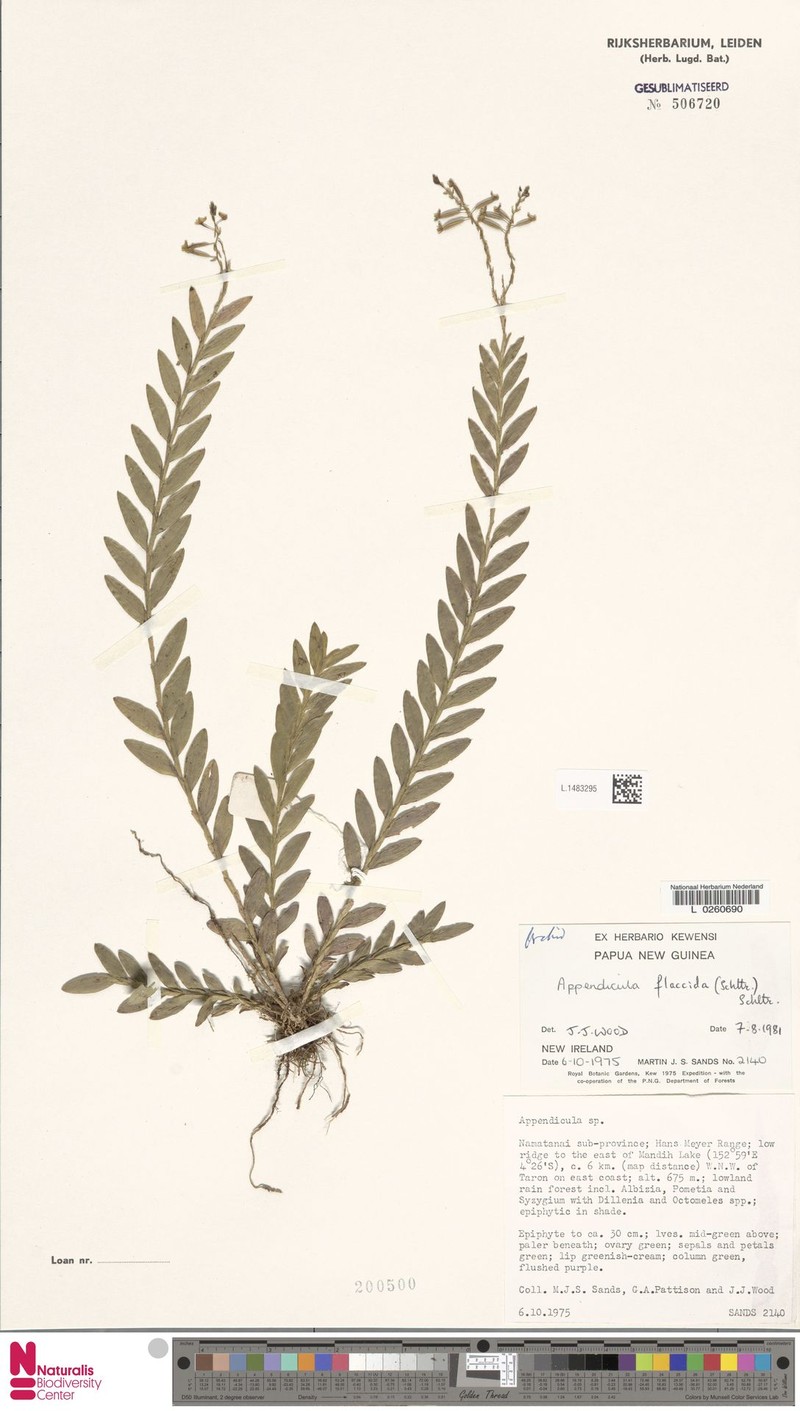 Appendicula flaccida photo 3