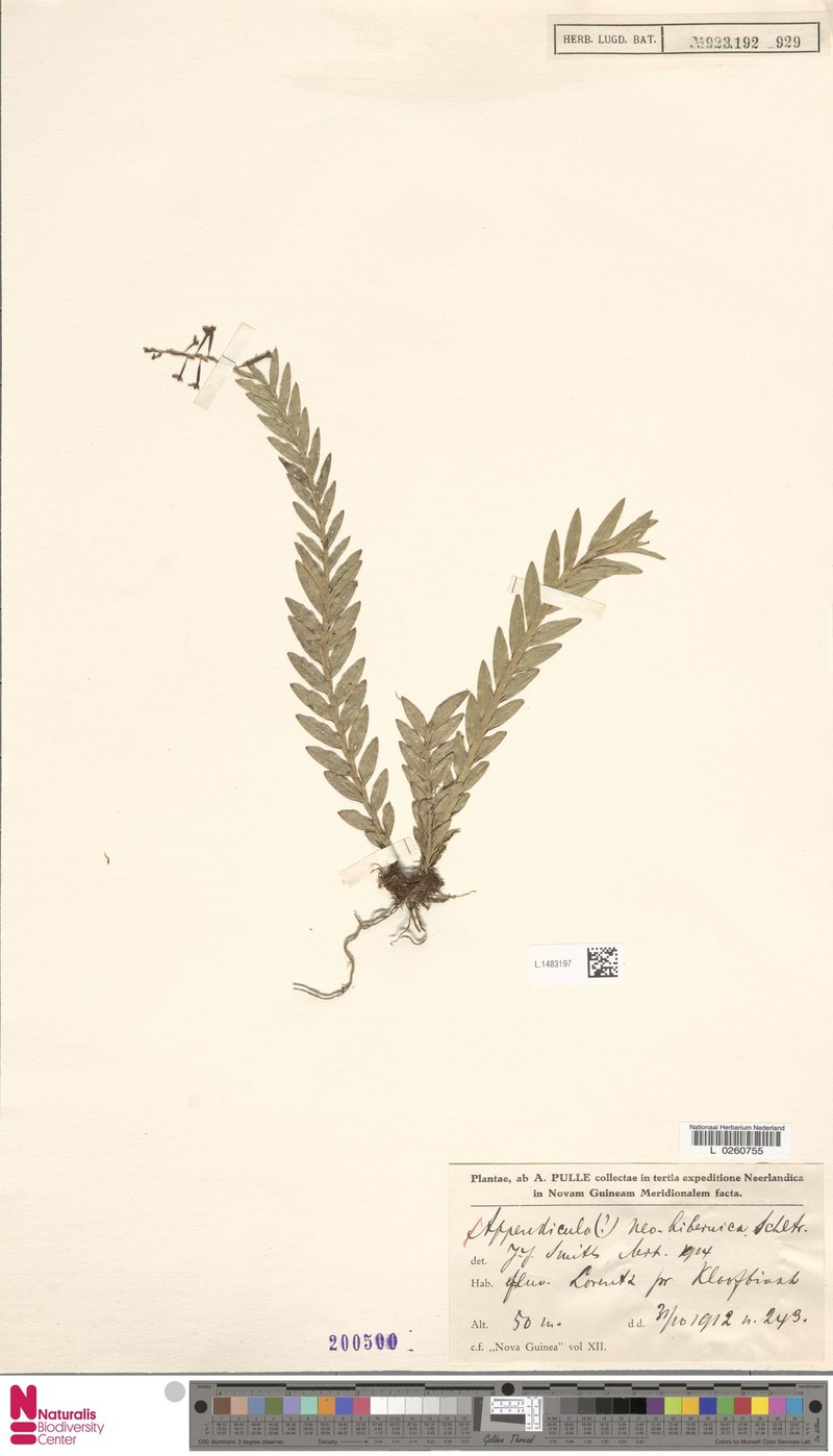 Appendicula flaccida photo 4