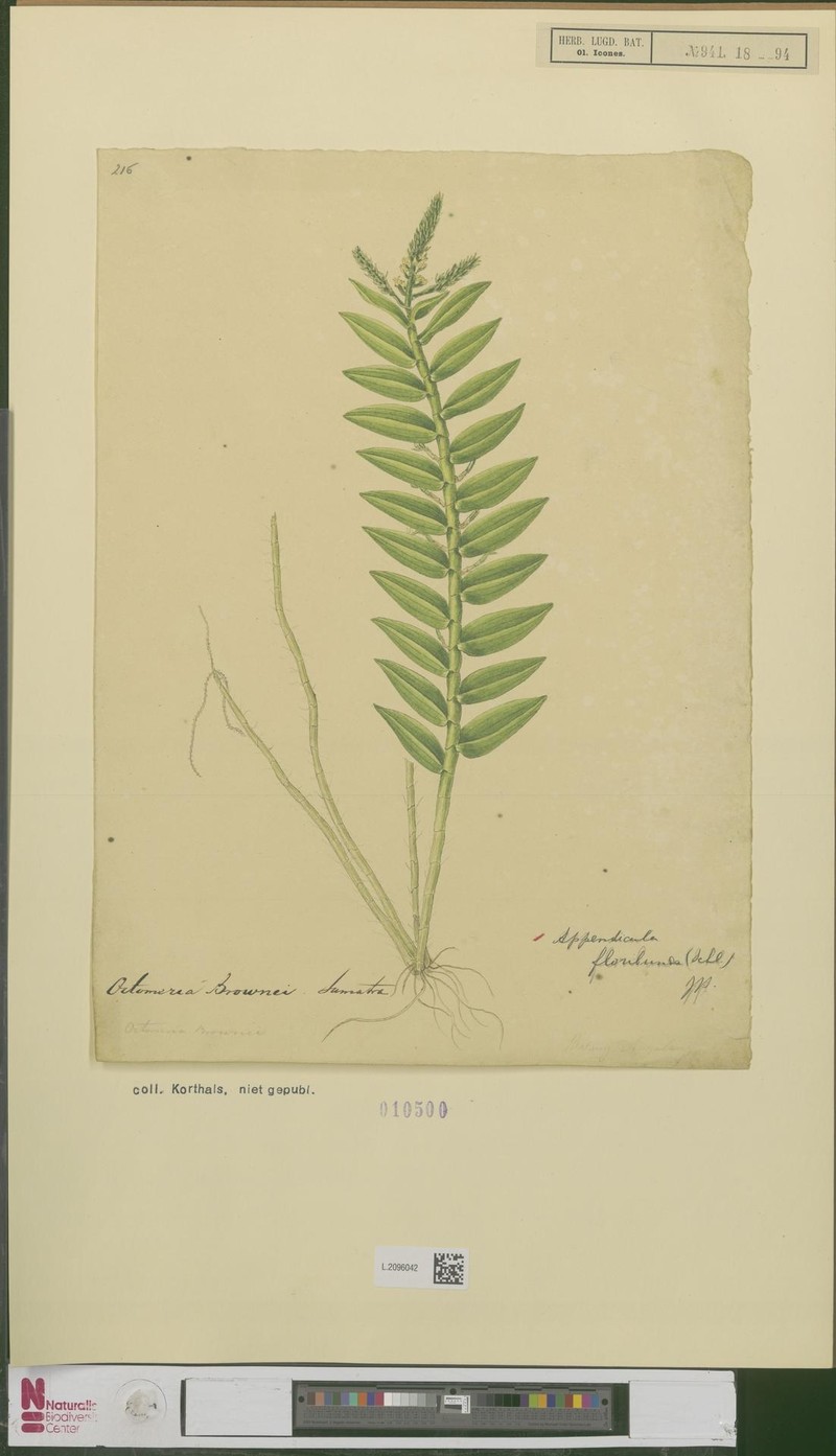 Appendicula floribunda