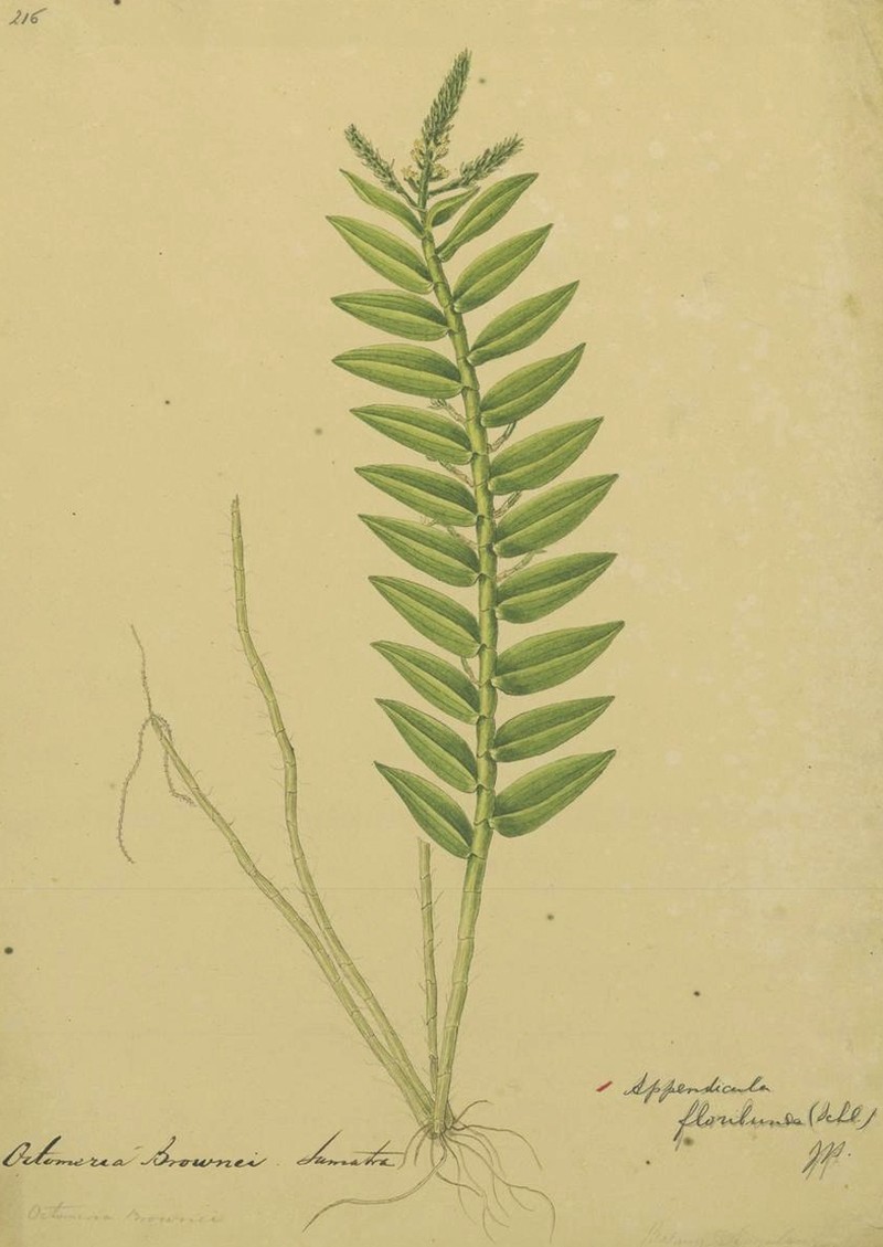 Appendicula floribunda photo 4