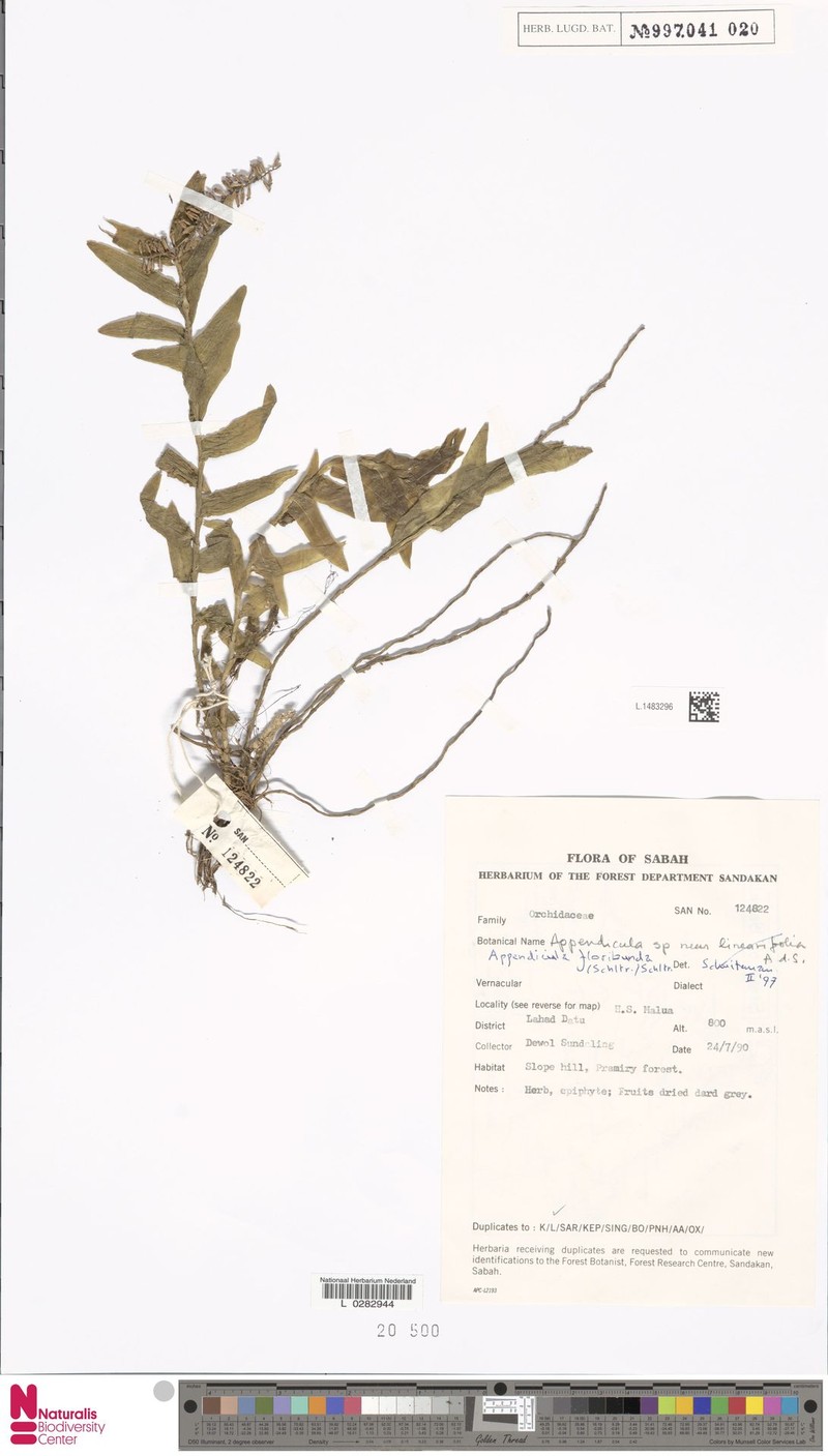 Appendicula floribunda