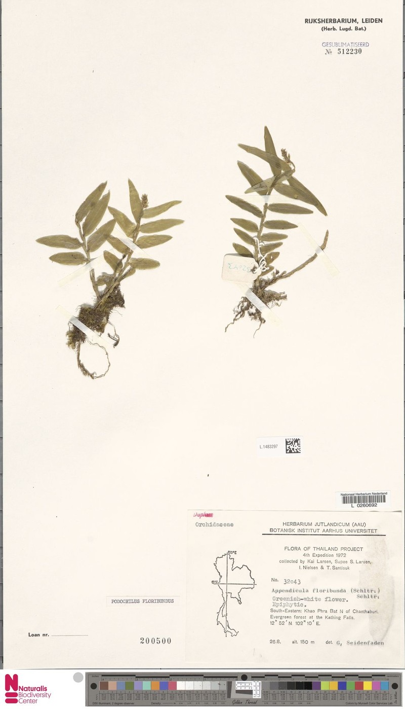 Appendicula floribunda photo 2