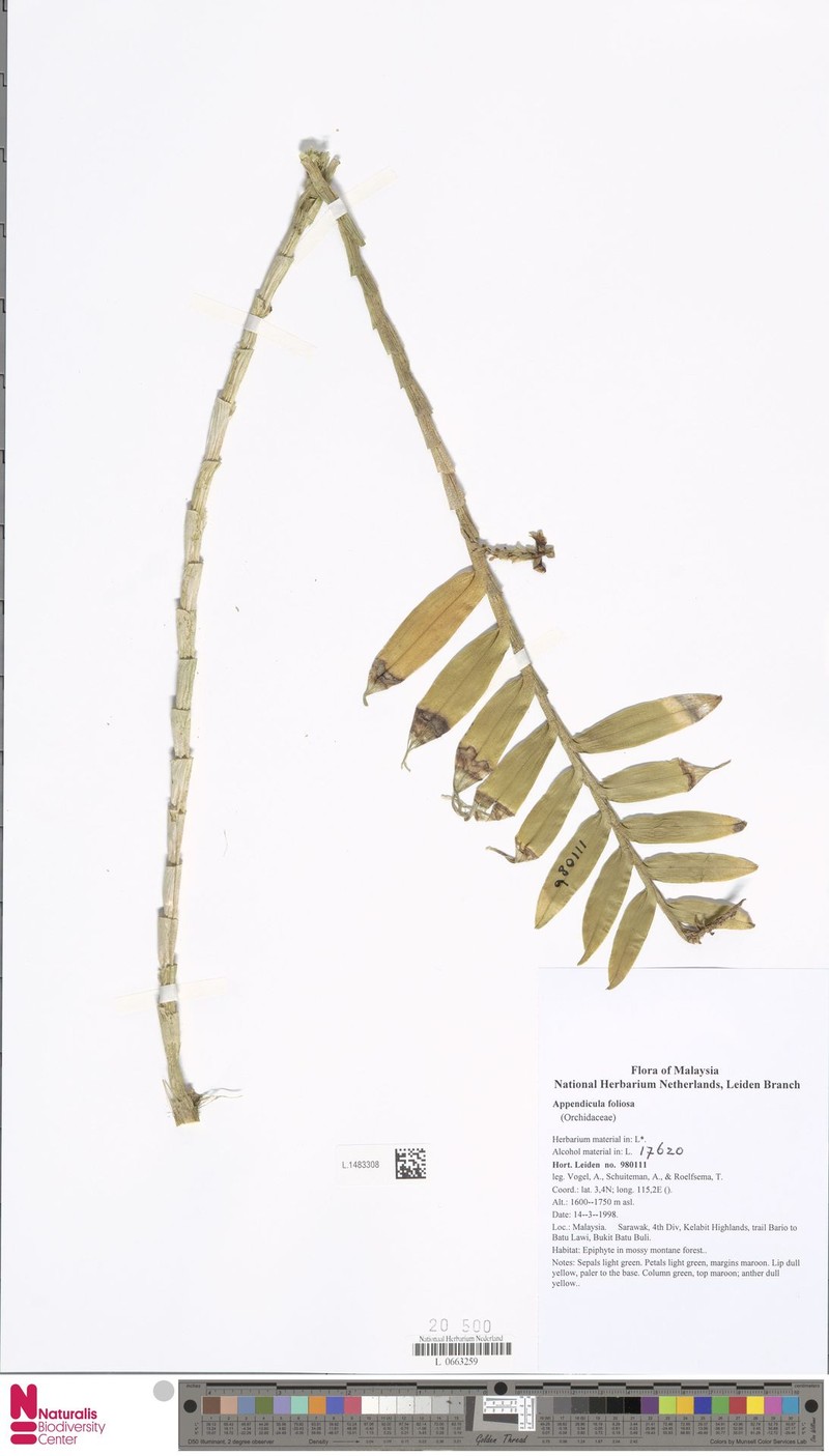 Appendicula foliosa