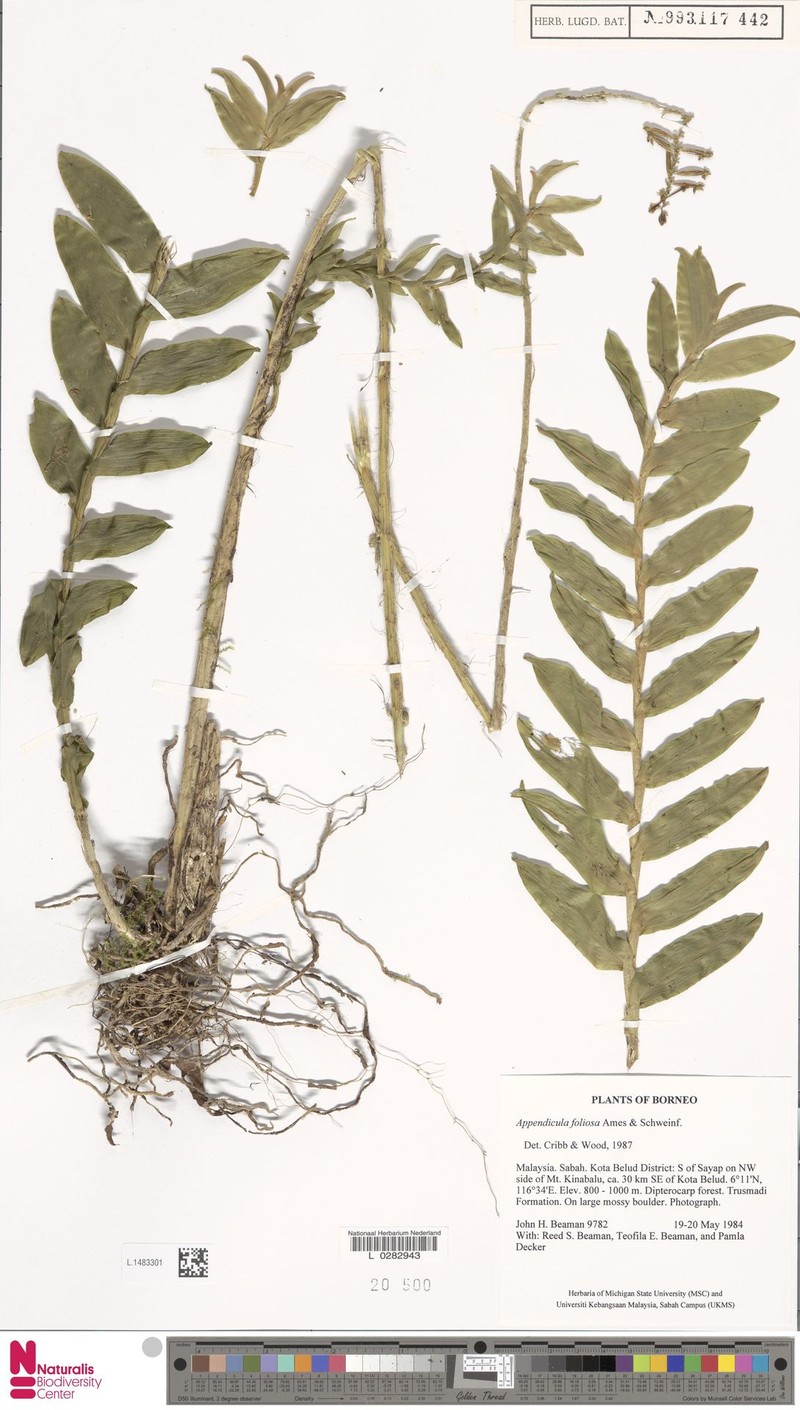 Appendicula foliosa photo 2
