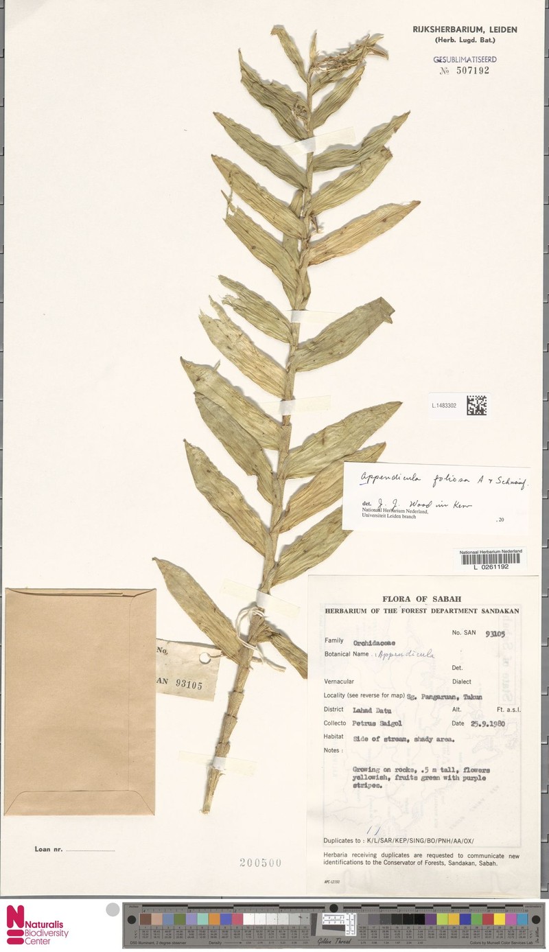 Appendicula foliosa photo 3