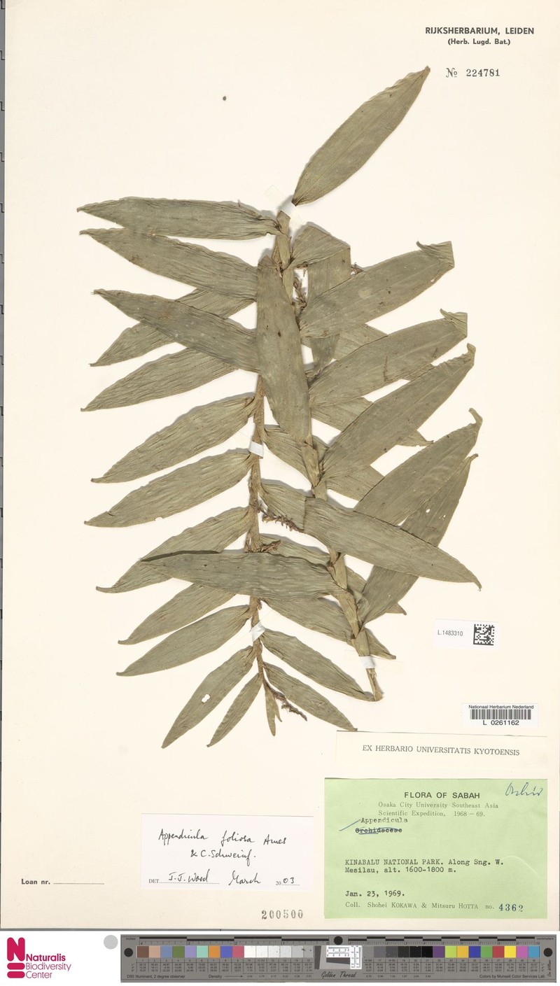 Appendicula foliosa photo 4