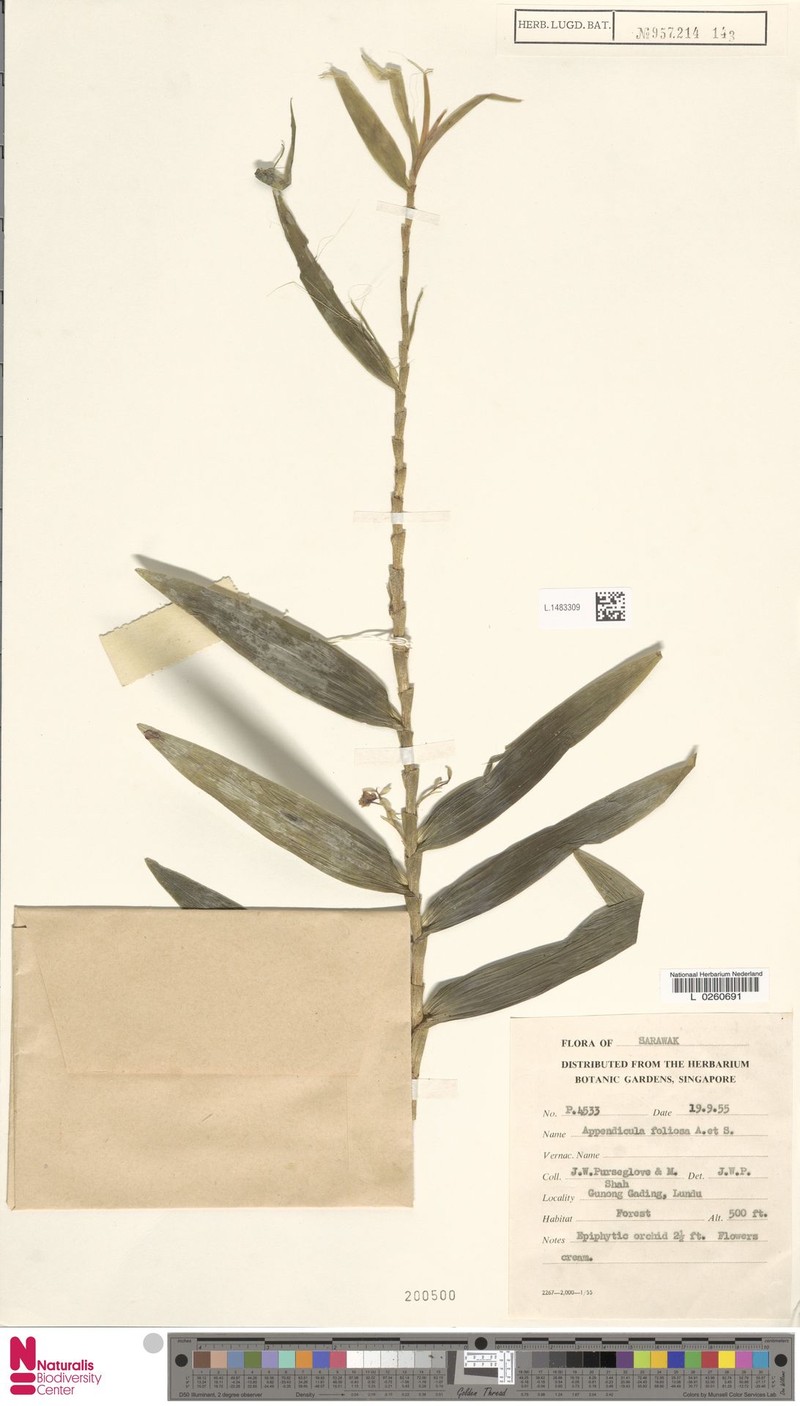 Appendicula foliosa photo 5