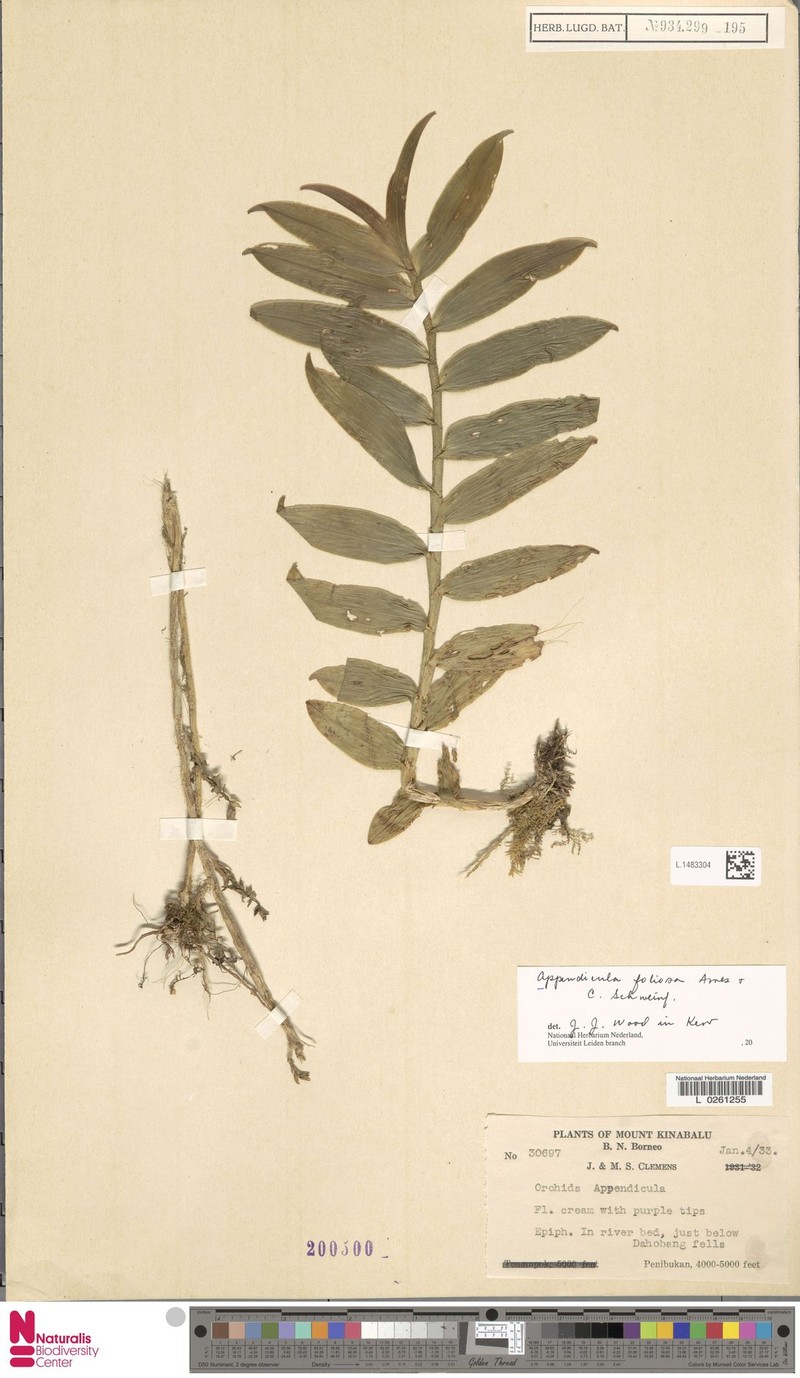 Appendicula foliosa photo 6