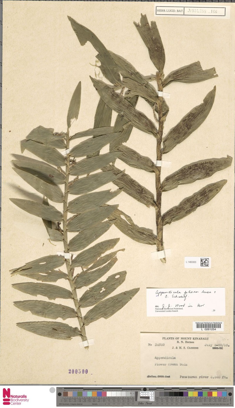 Appendicula foliosa photo 7