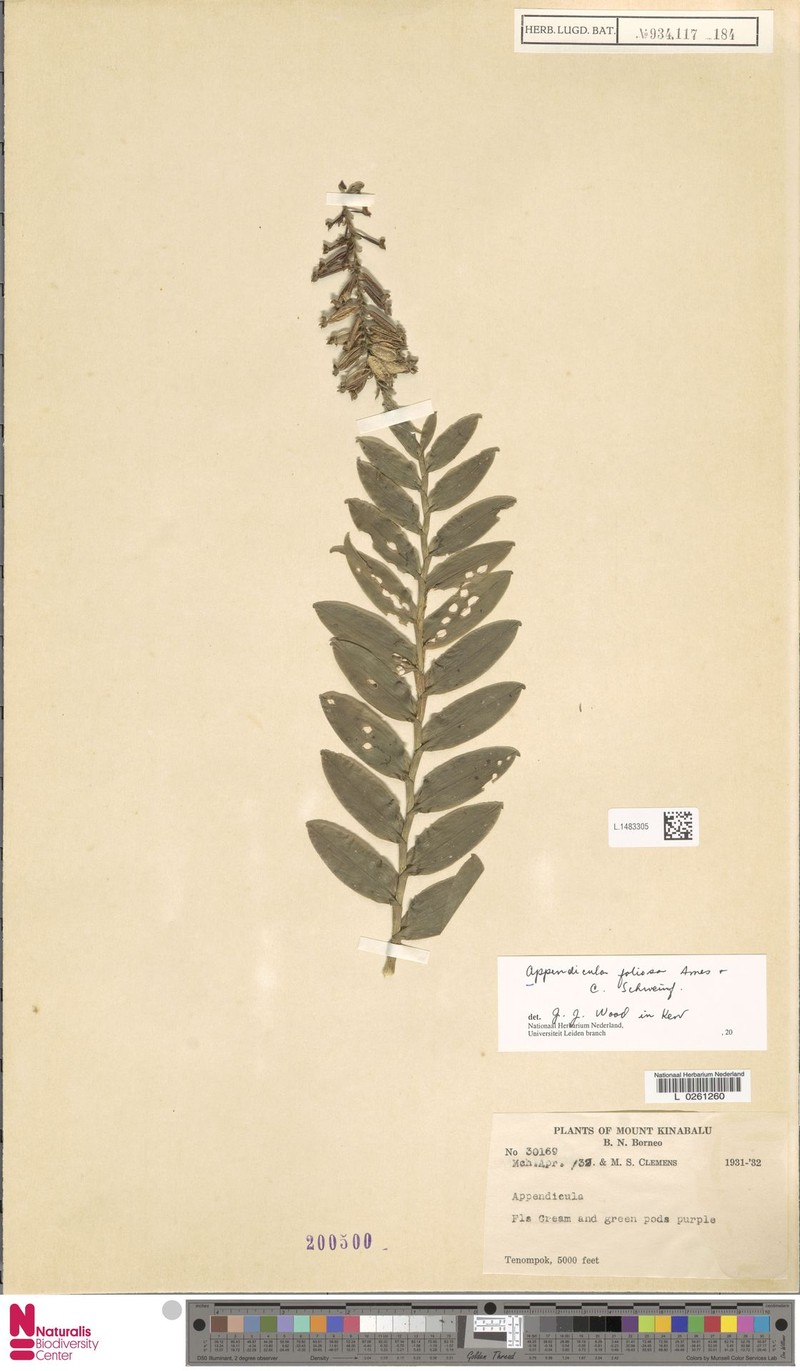 Appendicula foliosa photo 8