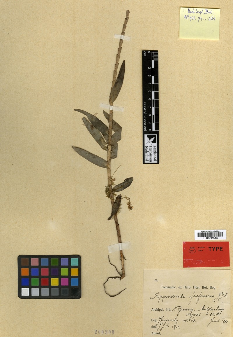 Appendicula furfuracea