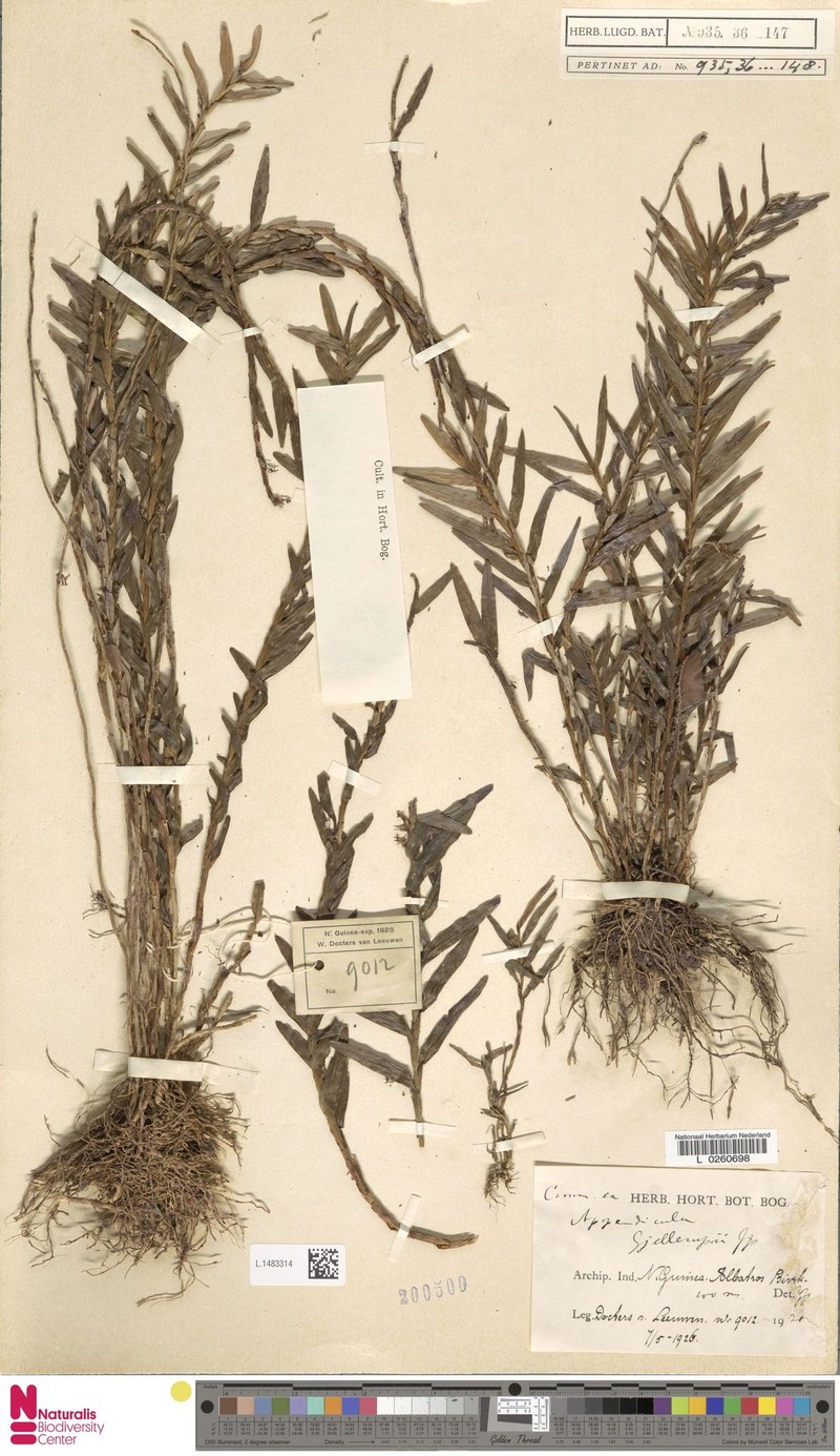 Appendicula gjellerupii