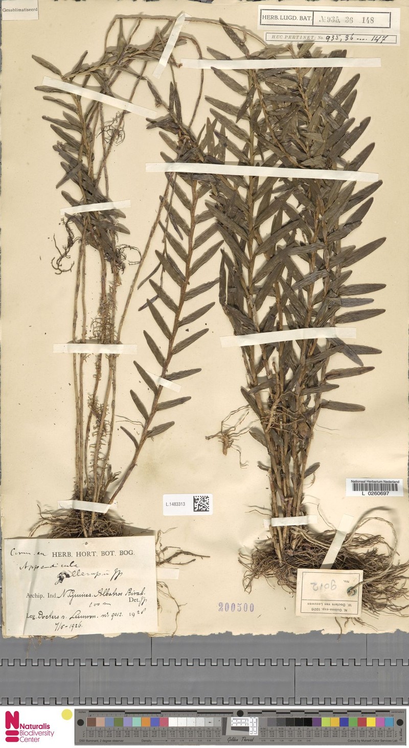 Appendicula gjellerupii photo 2