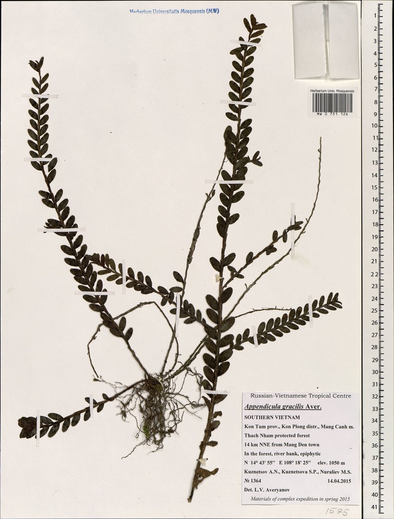 Appendicula gracilis photo 2