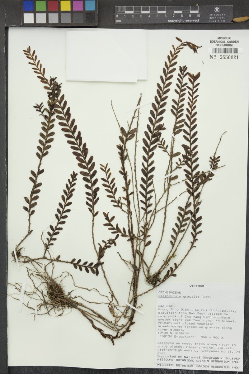 Appendicula gracilis photo 3