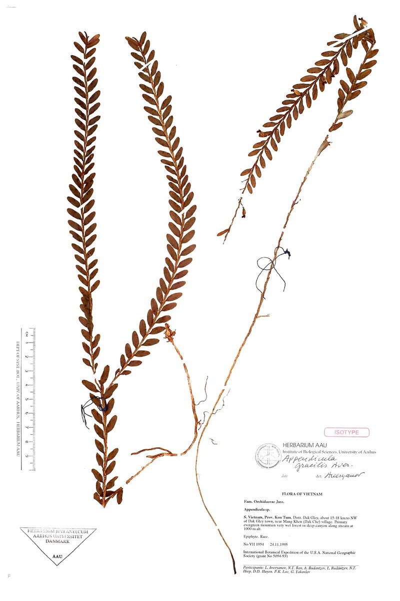 Appendicula gracilis