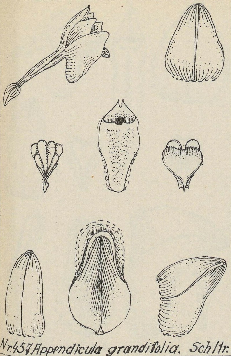 Appendicula grandifolia