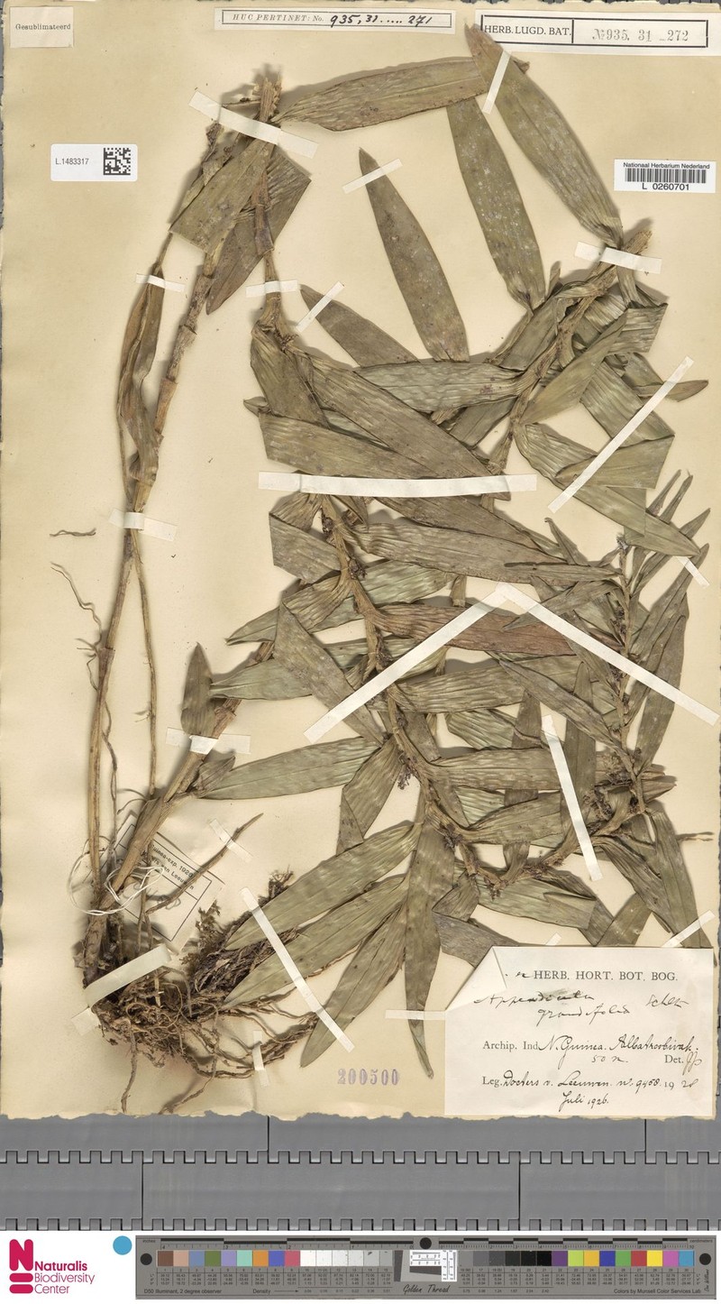 Appendicula grandifolia