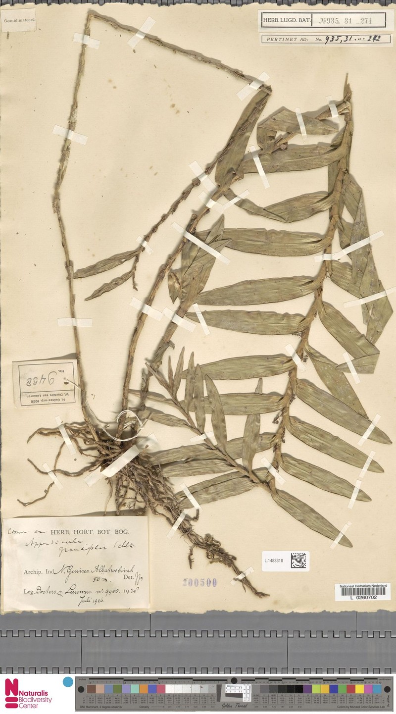 Appendicula grandifolia photo 2