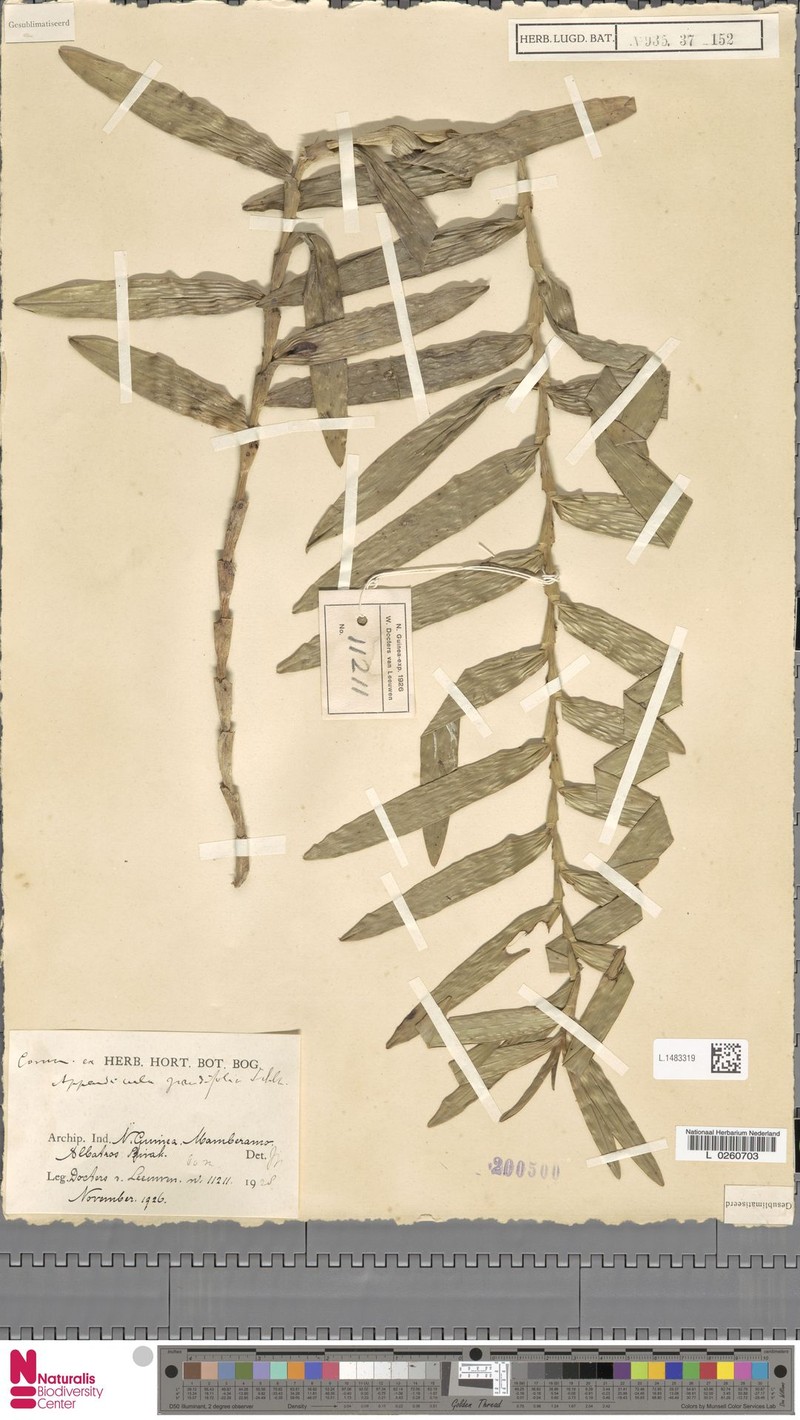 Appendicula grandifolia photo 3