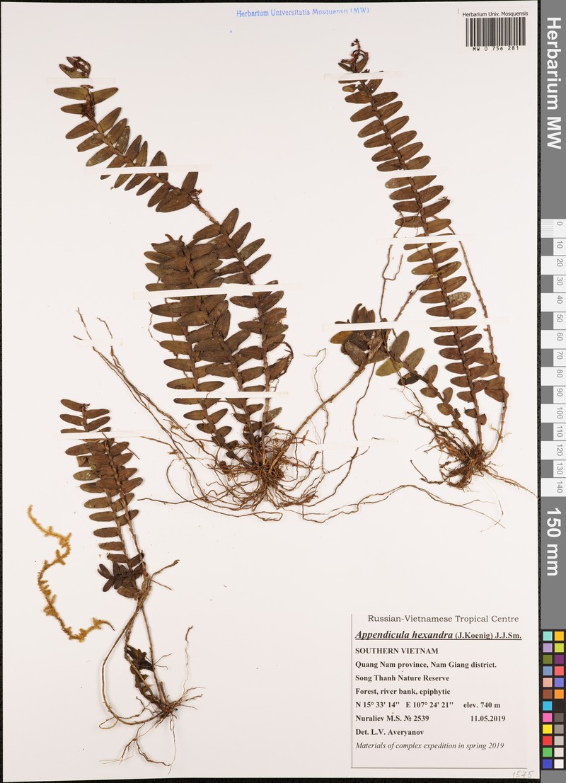 Appendicula hexandra photo 3